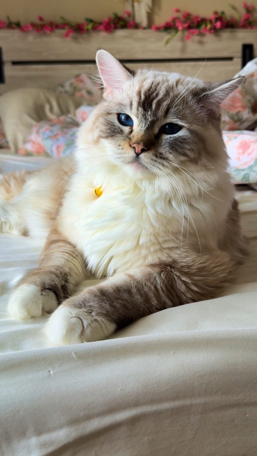 Alphie
