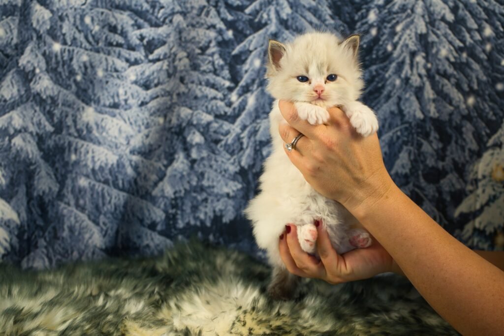 TICA Registered Ragdoll Kitten