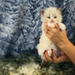 TICA Registered Ragdoll Kitten