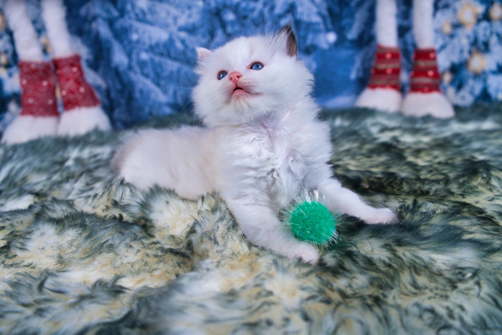 TICA Registered Ragdoll Kitten