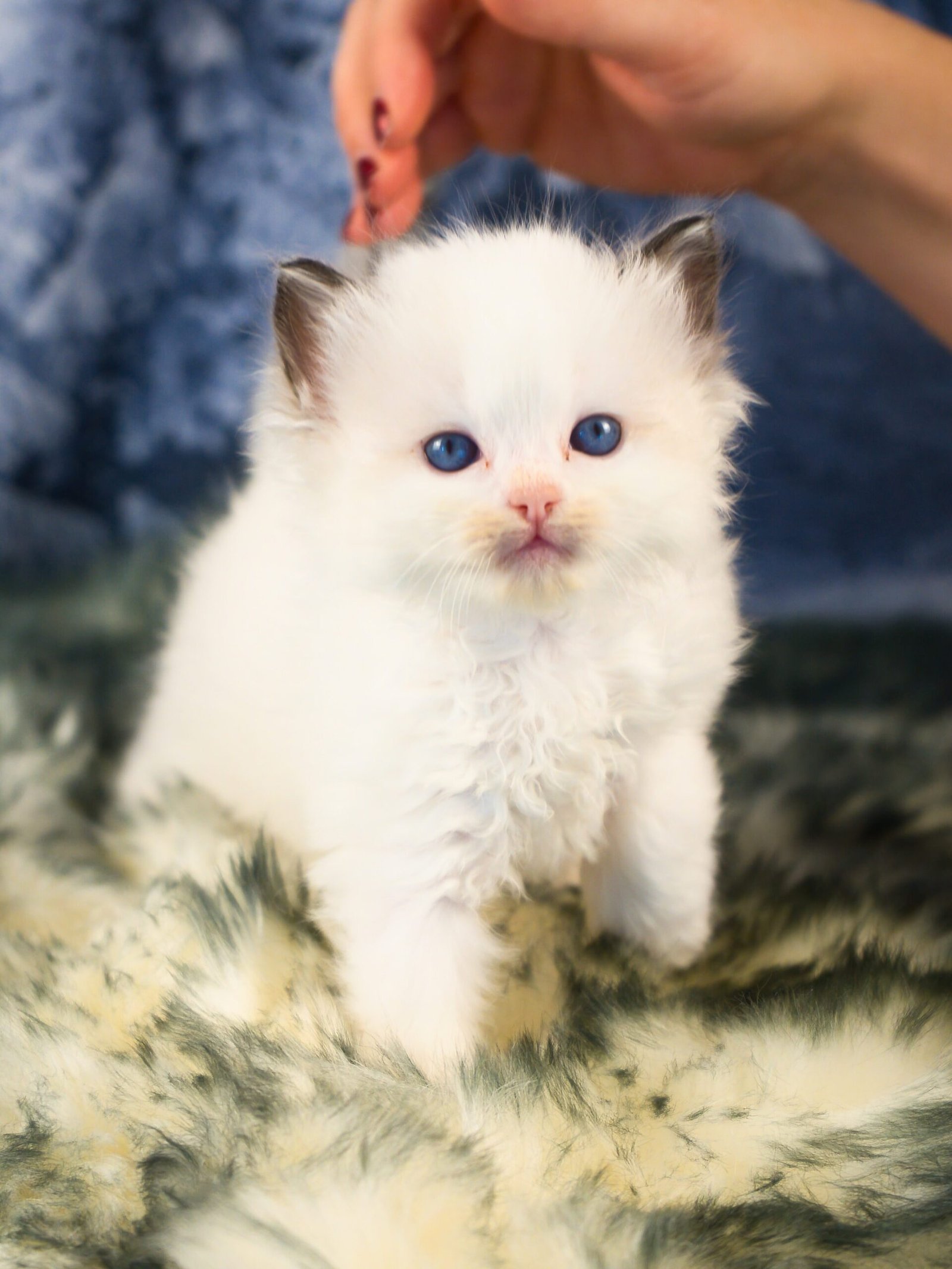 TICA Registered Ragdoll Kitten
