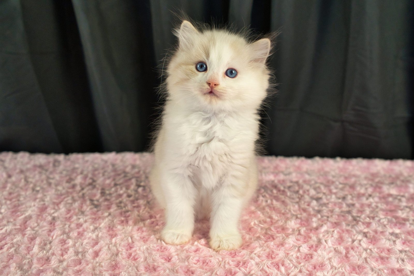 Mr. Franklin says Hi!