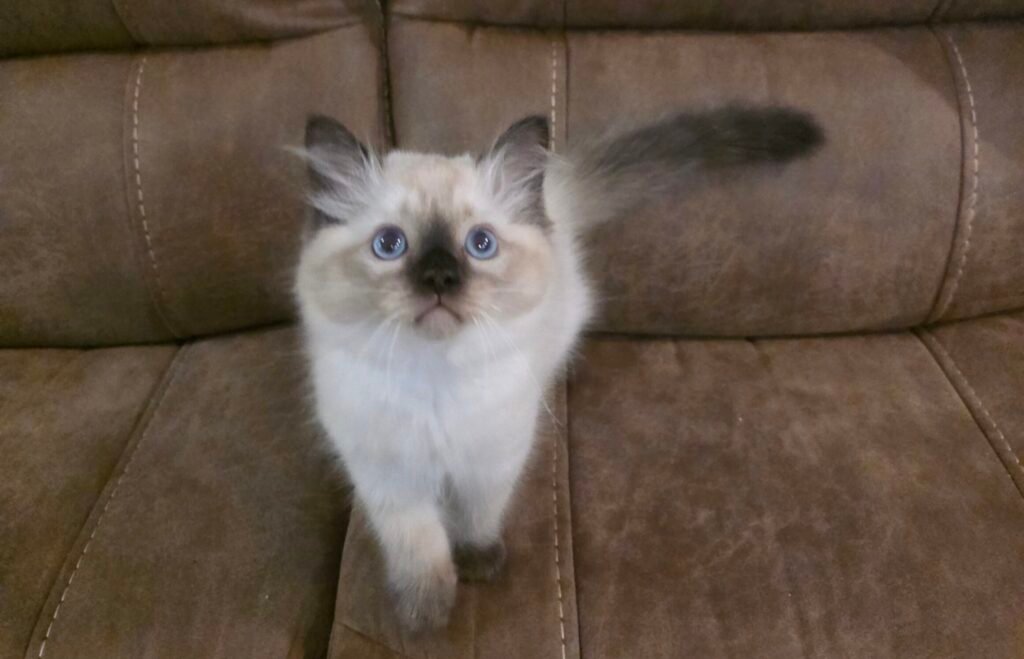Teddy say's Hi!